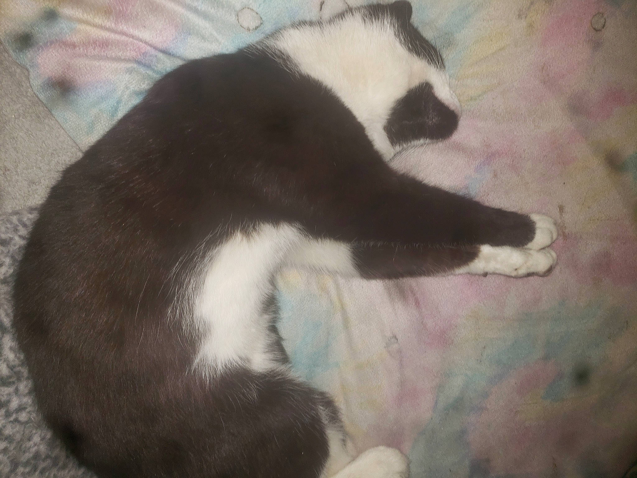 Sylvester joined the competition — help win amazing prizes! carnivore, cat, claw, comfort, dog_breed, domestic_short_haired_cat, felidae, fur, nap, paw, photo_caption, small_to_medium_sized_cats, snout, tail, terrestrial_animal, tints_and_shades, whiskers, wildlife, window