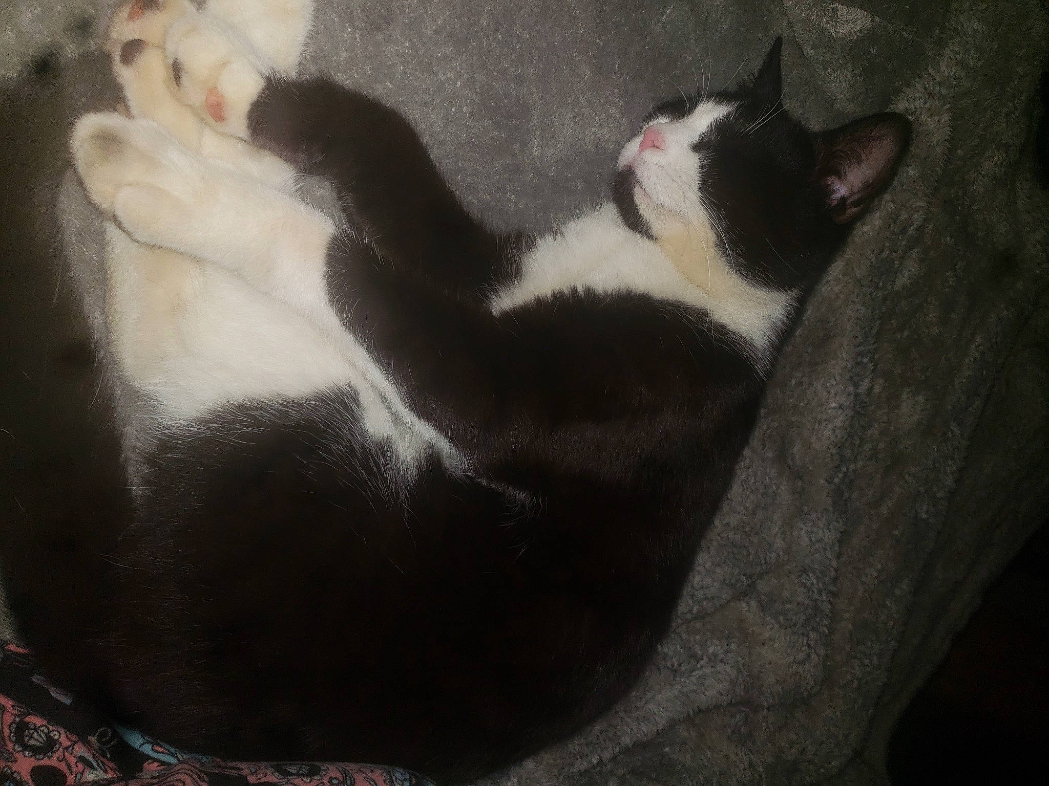 Sylvester is registered to the contest to win money with this photo: carnivore, cat, claw, comfort, darkness, domestic_short_haired_cat, felidae, foot, fur, grey, paw, plant, small_to_medium_sized_cats, snout, tail, tints_and_shades, tree, visual_arts, whiskers, wood