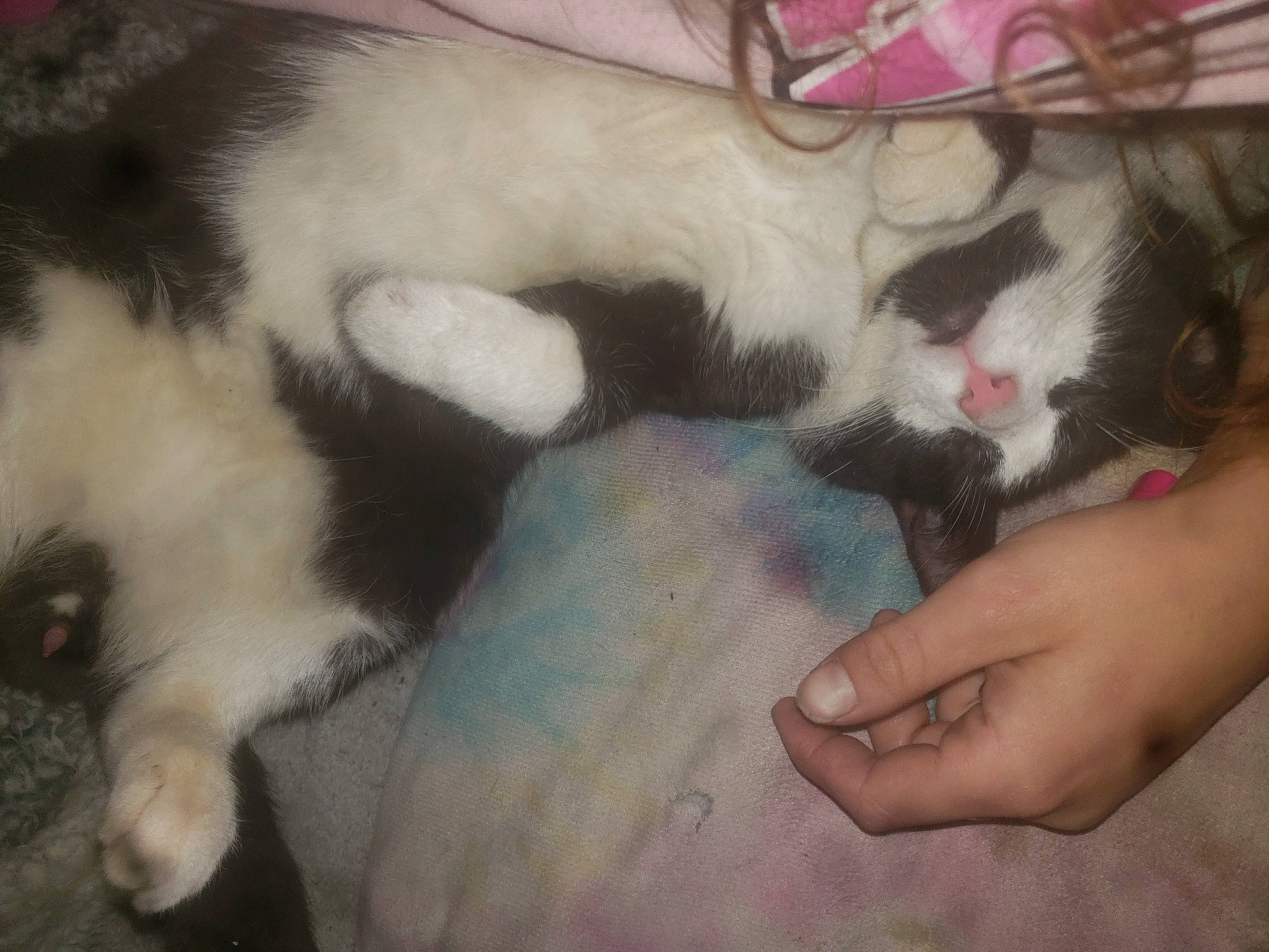 Sylvester is registered to the contest to win money with this photo: canidae, carnivore, cat, claw, comfort, companion_dog, dog_breed, domestic_short_haired_cat, fang, fawn, felidae, fur, lap, nail, nap, paw, small_to_medium_sized_cats, snout, tail, whiskers