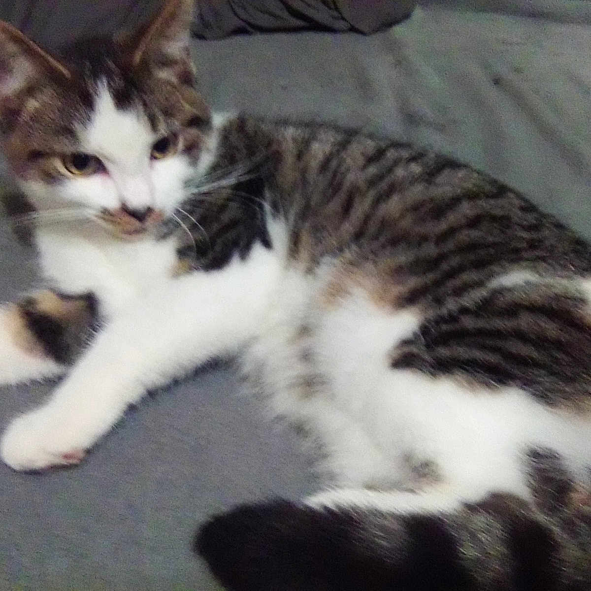 Salt N Pepper joined the competition — help win amazing prizes! abyssinian, animal, cat, couch, egyptiancat, furniture, kitten, manx, person, pet, sleeping