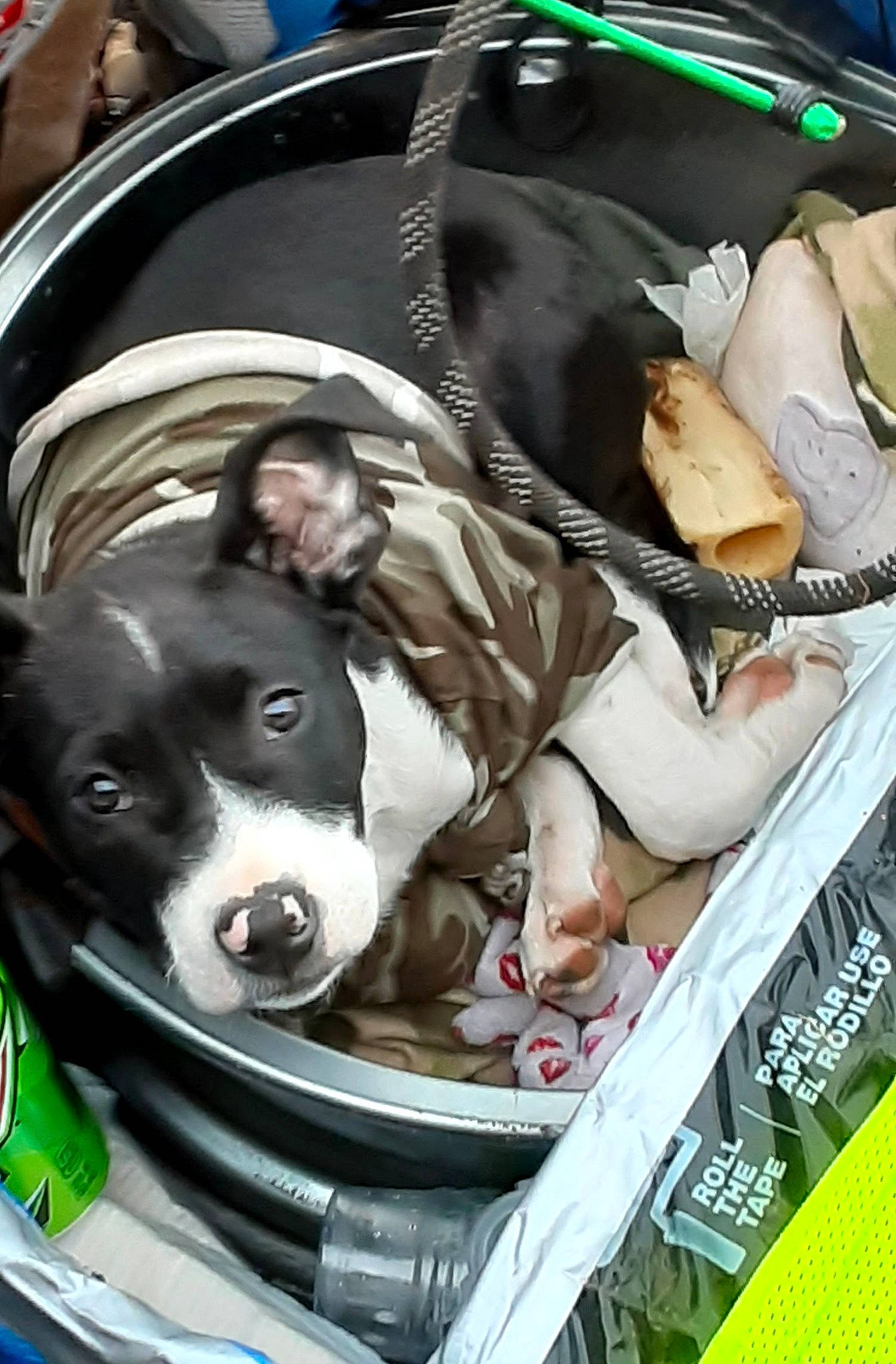 Doobie joined the competition — help win amazing prizes! auto_part, automotive_design, automotive_exterior, automotive_lighting, automotive_tire, bumper, car_seat, carnivore, collar, companion_dog, dog, dog_breed, dog_supply, hood, motor_vehicle, snout, sporting_group, trunk, vehicle, vehicle_door