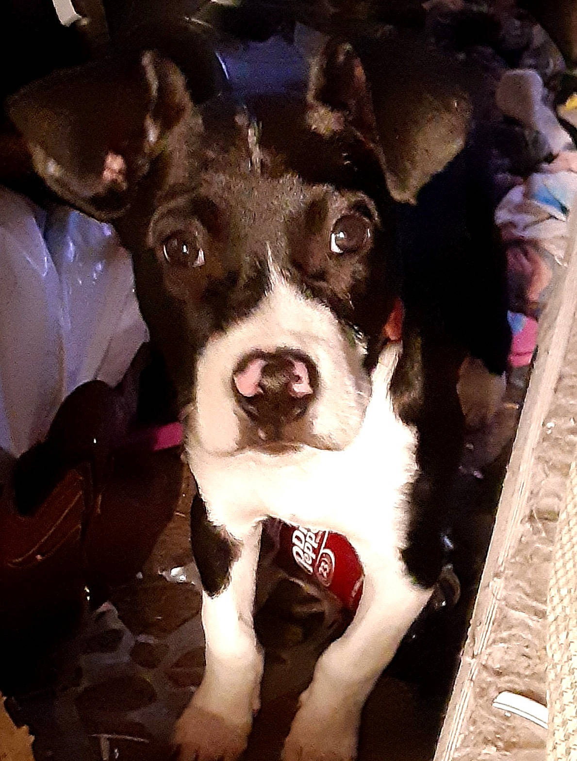 Doobie joined the competition — help win amazing prizes! ancient_dog_breeds, canidae, carnivore, collar, companion_dog, dog, dog_breed, dog_collar, fawn, fur, non_sporting_group, puppy, puppy_love, snout, sporting_group, terrier, whiskers, working_animal, working_dog