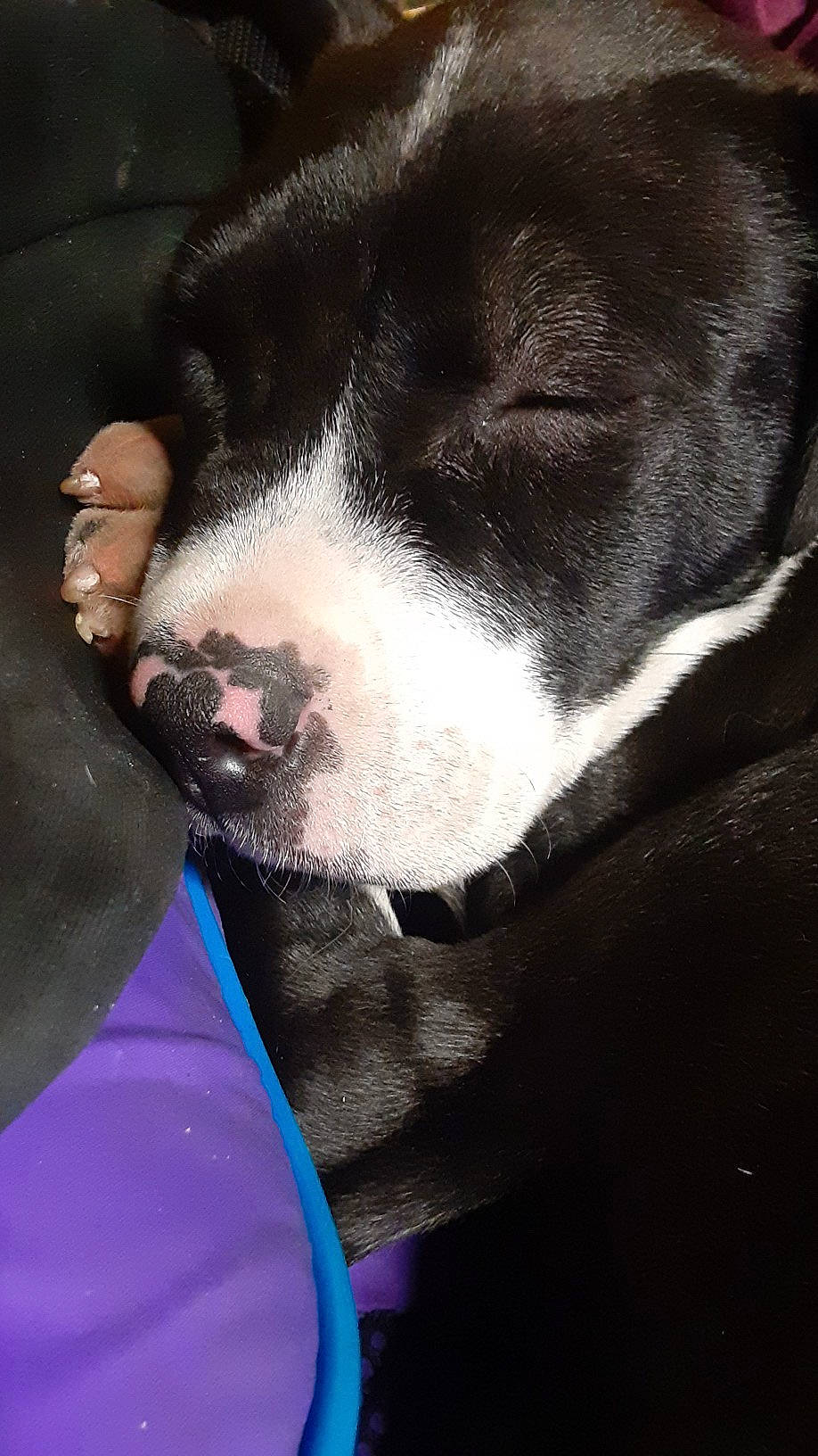 Doobie is registered to the contest to win money with this photo: borador, canidae, carnivore, collar, companion_dog, dog, dog_breed, electric_blue, fur, no_expression, non_sporting_group, pet_supply, snout, sporting_group, terrestrial_animal, whiskers, working_animal