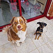 Hadès participe au concours pour gagner de l'argent avec cette photo : animal, black_and_tan, blue_eyes, brown_and_white, collar, companion, dog, dogs, floor, glass_door, indoor, large_dog, pet, red_frame, reflection, sitting, small_dog, smiling_dog, tile_floor, window