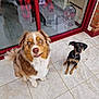 animal, black_and_tan, blue_eyes, brown_and_white, collar, companion, dog, dogs, floor, glass_door, indoor, large_dog, pet, red_frame, reflection, sitting, small_dog, smiling_dog, tile_floor, window