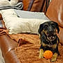 Hadès a rejoint le concours — aidez-le/la à gagner de superbes lots ! animal, black_and_brown, blanket, brown, canine, collar, cozy, dog, furniture, home, indoor, laptop, leather_couch, orange_ball, paw, pet, pillow, playful, resting, toy