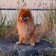 Otaha'A a rejoint le concours — aidez-le/la à gagner de superbes lots ! animal, calm, dog, fluffy, fur, grass, happy, lake, landscape, nature, outdoor, pet, pomeranian, rock, scenic, sitting, sky, sunset, tongue_out, wildlife