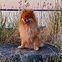animal, calm, dog, fluffy, fur, grass, happy, lake, landscape, nature, outdoor, pet, pomeranian, rock, scenic, sitting, sky, sunset, tongue_out, wildlife