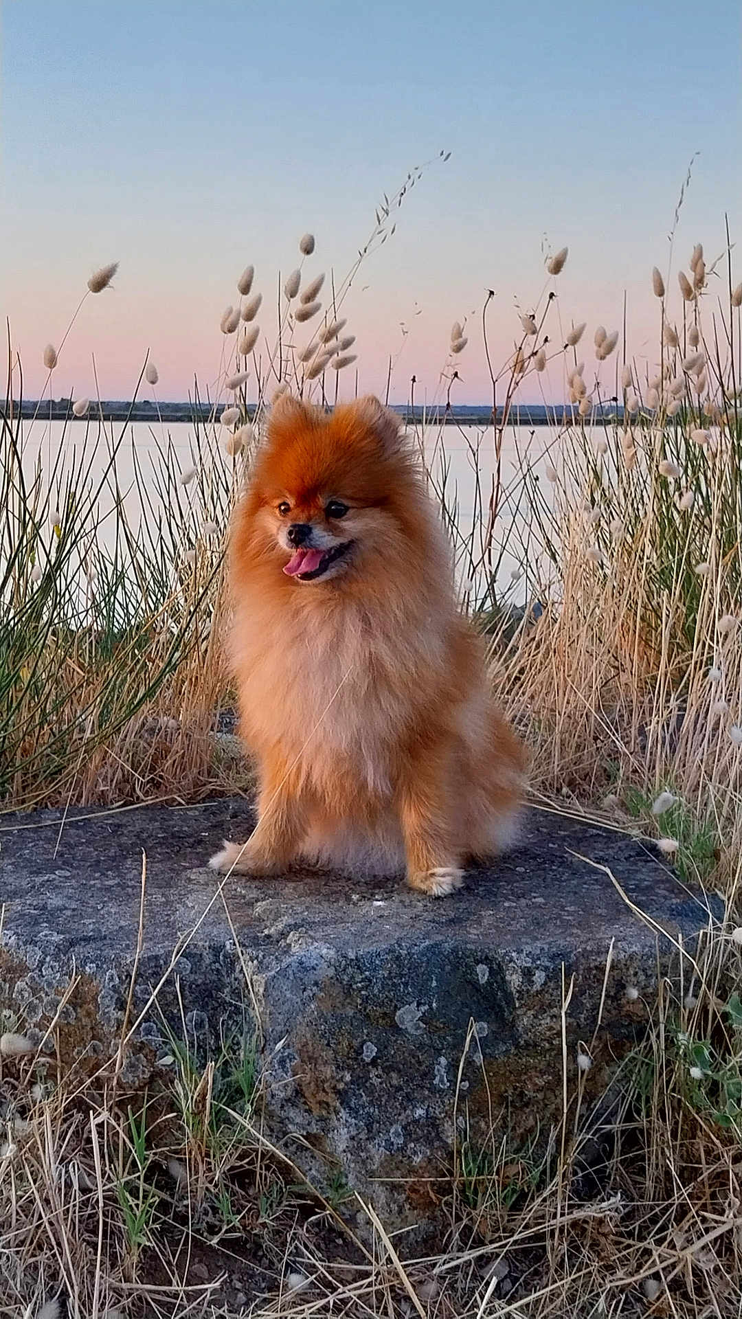 Otaha'A a rejoint le concours — aidez-le/la à gagner de superbes lots ! animal, calm, dog, fluffy, fur, grass, happy, lake, landscape, nature, outdoor, pet, pomeranian, rock, scenic, sitting, sky, sunset, tongue_out, wildlife