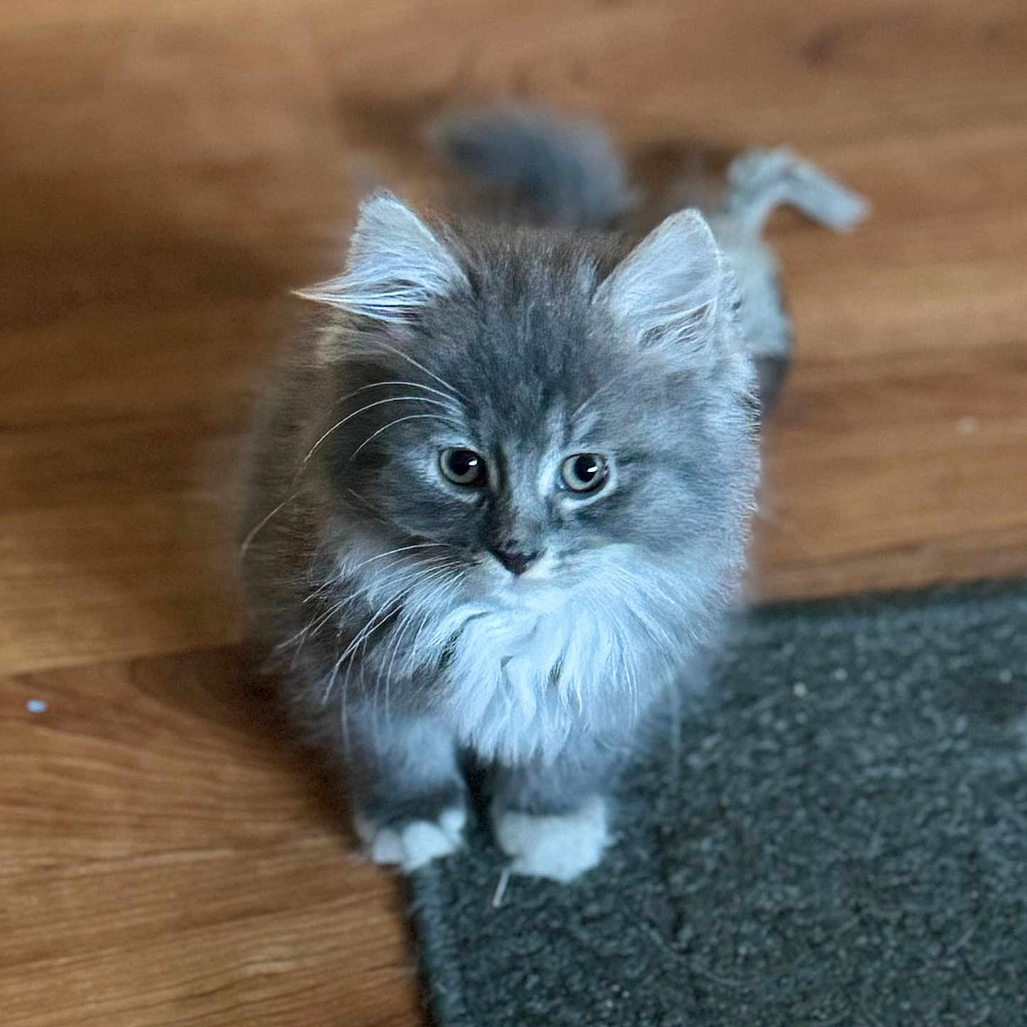 Billi joined the competition — help win amazing prizes! abyssinian, angora, animal, cat, hardwood, indoors, interiordesign, kitten, manx, pet, snout, stainedwood, wood