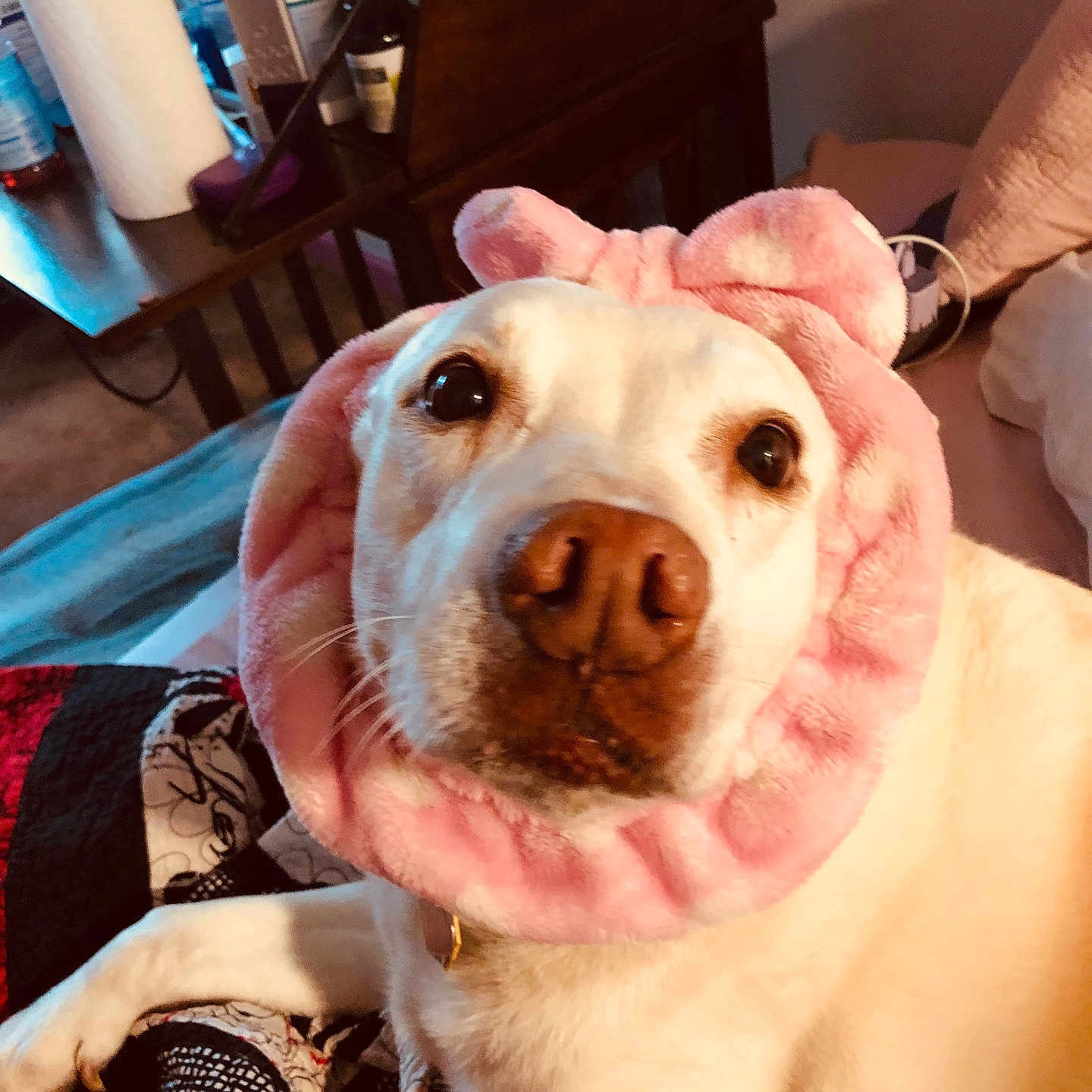 Lady