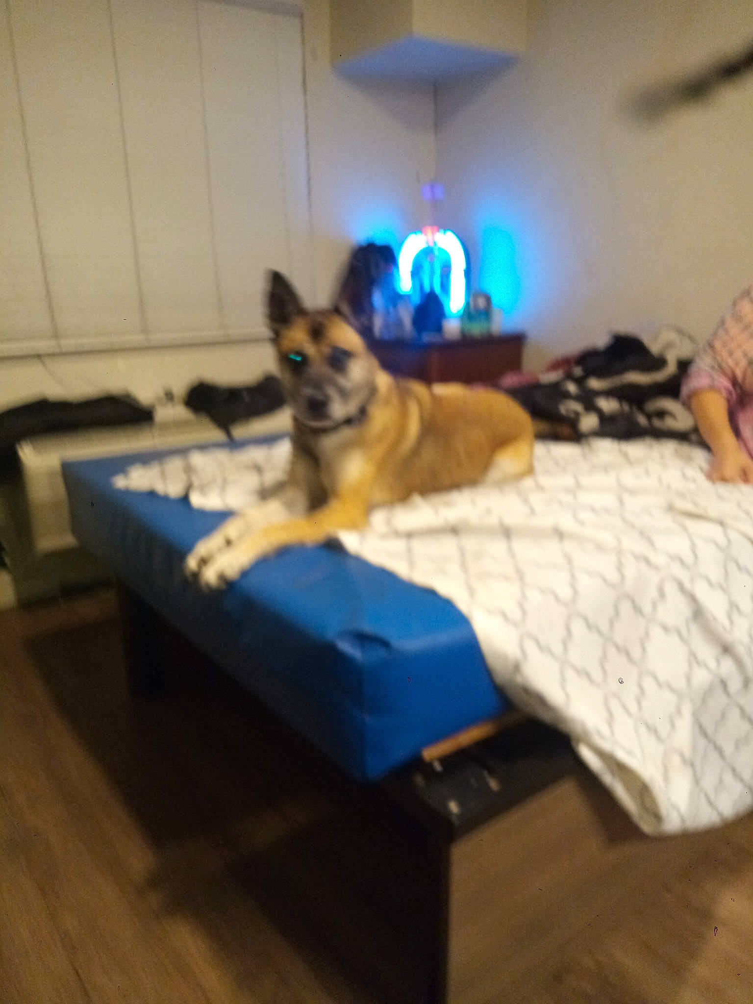 Macie Love joined the competition — help win amazing prizes! bed, carnivore, comfort, companion_dog, couch, dog, dog_breed, dog_supply, electric_blue, fawn, floor, flooring, hardwood, interior_design, linens, living_room, pillow, room, sporting_group, wood