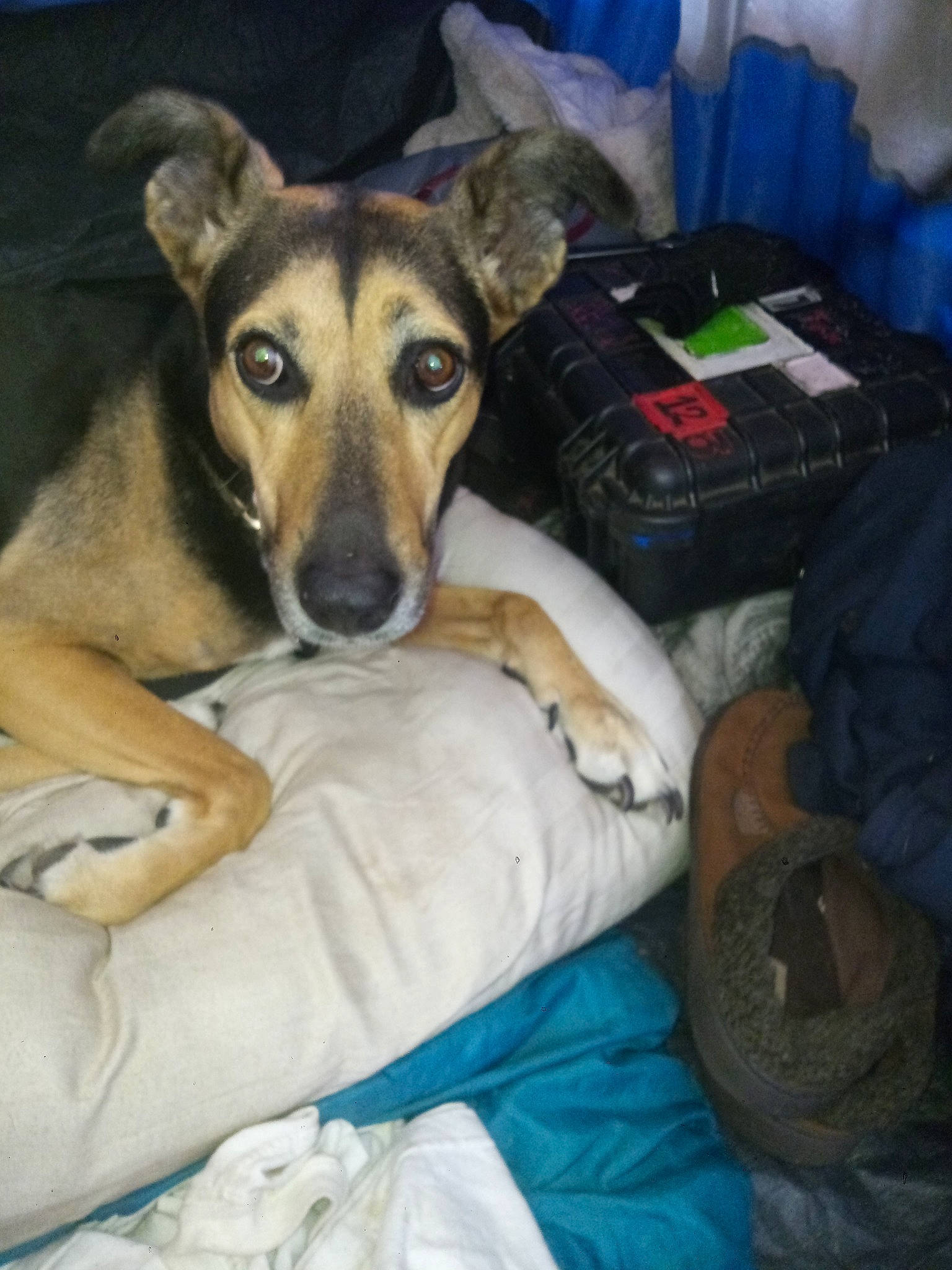 Lady Love joined the competition — help win amazing prizes! bag, bored, canidae, carnivore, comfort, companion_dog, dog, dog_breed, dog_supply, fawn, fur, linens, luggage_and_bags, sitting, snout, sporting_group, terrestrial_animal, whiskers