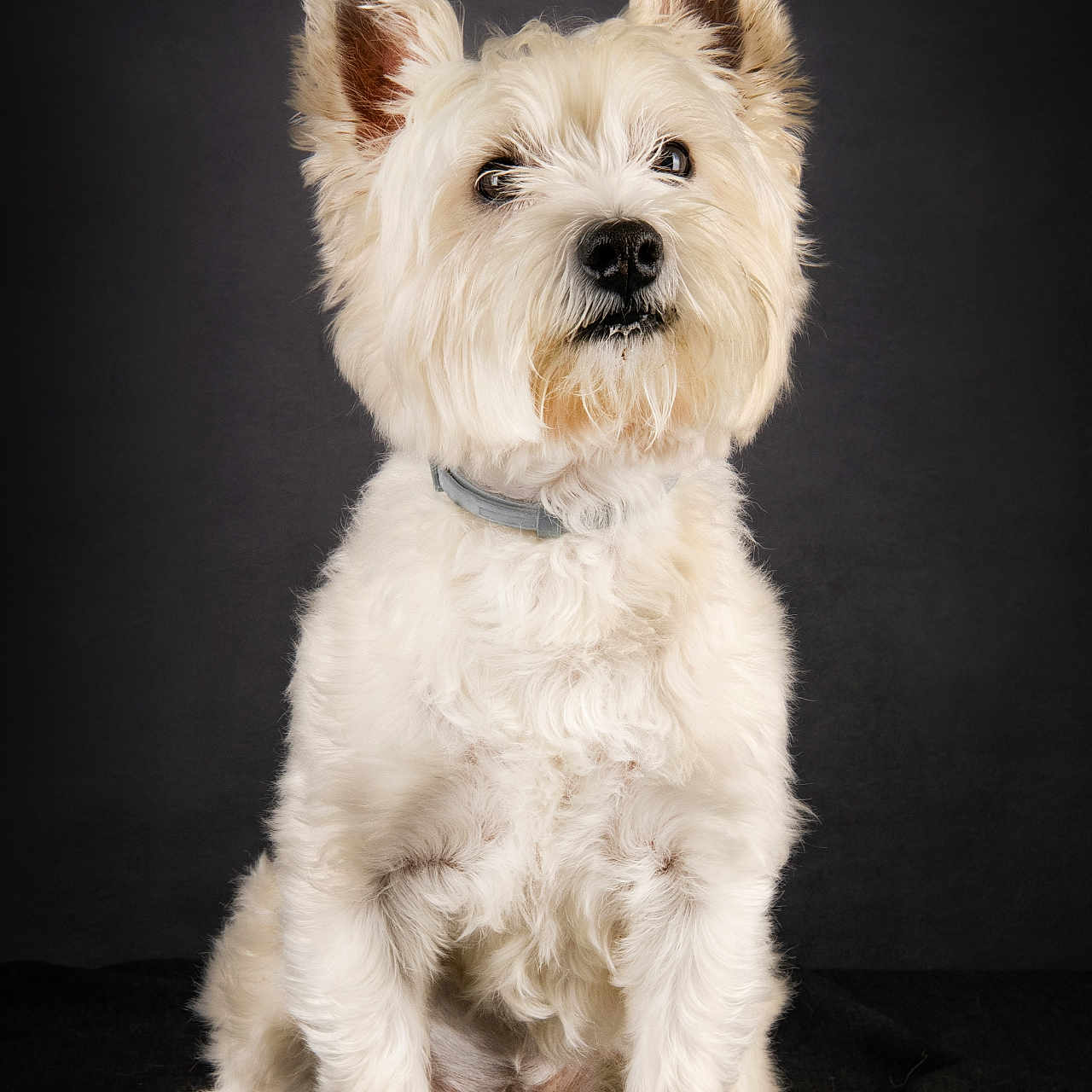 Lola participe au concours pour gagner de l'argent avec cette photo : adorable, animal, canine, collar, companion, cute, dog, ears, fluffy, fur, furry, indoor, isolated, looking_up, mammal, pet, portrait, sitting, studio, white_dog