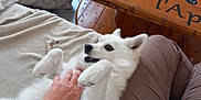 Tallya Lola a rejoint le concours — aidez-le/la à gagner de superbes lots ! animal, blanket, brown_pants, companion, cozy, cute, dog, domestic_animal, friendly, fur, hand, happy, indoor, lying_down, paw, pet, playing, relaxed, white_dog, wooden_table