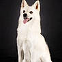 Tallya Lola participe au concours pour gagner de l'argent avec cette photo : alert, animal, black_background, bright_eyes, canine, companion, cute, dog, domestic_animal, ears_up, fluffy, friendly, fur, isolated, pet, portrait, sitting, studio, tongue_out, white_dog