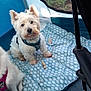 Tallya Lola participe au concours pour gagner de l'argent avec cette photo : animal, blanket, camping, companion, cozy, cute, dog, domestic_animal, fluffy_dog, fur, harness, looking_up, outdoor, paw, pet, relaxing, sitting, tent, terrier, white_dog