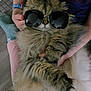 Tomis participe au concours pour gagner de l'argent avec cette photo : animal, arms, casual, cat, comfort, cozy, cute, domestic, fluffy_cat, funny, furry, holding, indoor, person, pet, purple_shirt, relaxed, resting, sunglasses, wristband