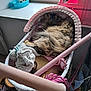 baby_stroller, cat, cozy, curled_up, fabric, fluffy, fur, furniture, home, indoor, natural_light, pet, pink, relaxing, sleeping, soft, stroller, toy, white, window