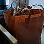 animal, appliance, brown, cat, countertop, curious, domestic, ears, eyes, feline, fur, gray, hidden, household, indoor, kitchen, paper_bag, peek, pet, toaster