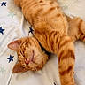 Bella a rejoint le concours — aidez-le/la à gagner de superbes lots ! animal, bed, blanket, cat, closeup, cozy, cute, domestic_animal, feline, fur, ginger_cat, indoor, peaceful, pet, relaxation, resting, sleeping, soft, star_pattern, whiskers