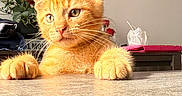 Bella participe au concours pour gagner de l'argent avec cette photo : animal, cat, closeup, curious, cute, domestic, feline, flowers, fur, indoor, kitten, orange_tabby, paws, pet, portrait, roses, soft_light, table, whiskers, young_cat