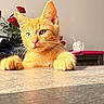 cat, kitten, orange_tabby, paws, table, roses, flowers, indoor, curious, pet, fur, whiskers, animal, cute, domestic, young_cat, closeup, portrait, feline, soft_light