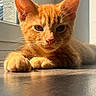cat, kitten, ginger, orange_fur, close_up, sunlight, floor, indoor, pet, animal, whiskers, ears, paw, relaxed, cute, feline, portrait, window, shadow, reflection
