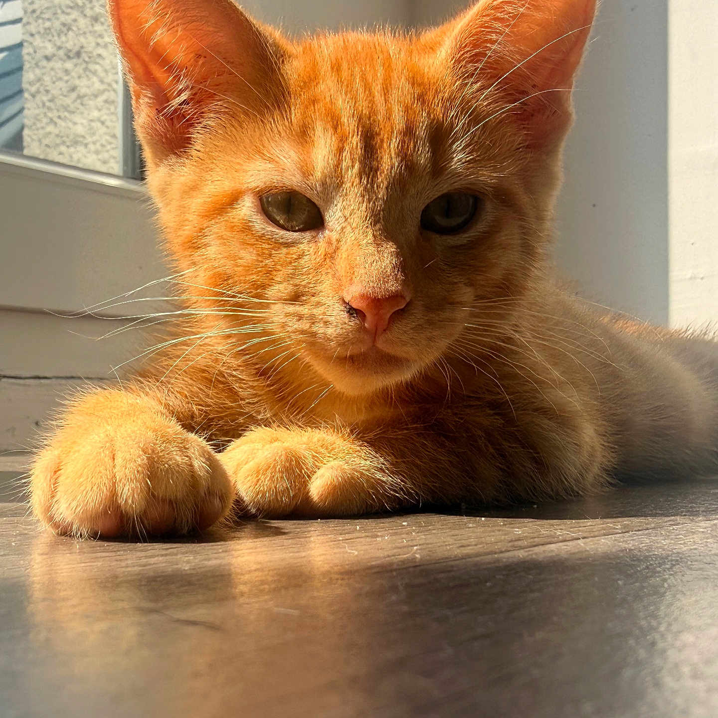 Bella participe au concours pour gagner de l'argent avec cette photo : animal, cat, close_up, cute, ears, feline, floor, ginger, indoor, kitten, orange_fur, paw, pet, portrait, reflection, relaxed, shadow, sunlight, whiskers, window