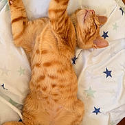 Bella participe au concours pour gagner de l'argent avec cette photo : animal, bed, blanket, cat, cozy, cute, domestic_animal, feline, fur, indoor, orange_tabby, paws, pet, relaxation, resting, sleeping, stars, stretching, tabby_stripes, whiskers