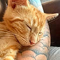 Steeve D.