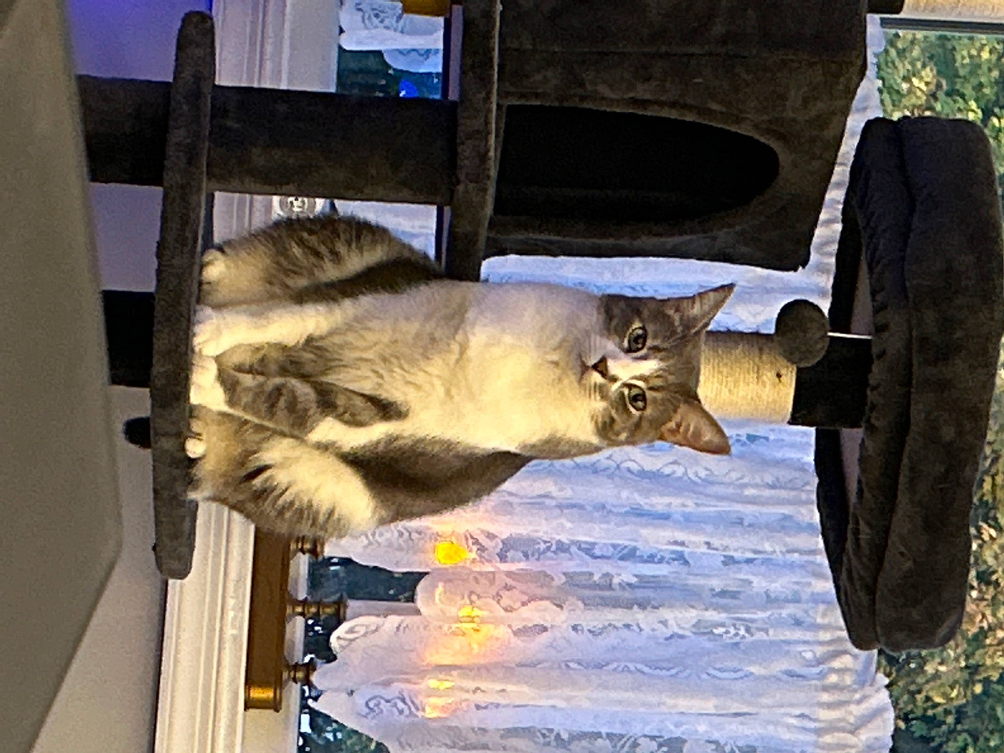 Bucky is registered to the contest to win money with this photo: art, automotive_tire, canidae, carnivore, cat, domestic_short_haired_cat, fawn, felidae, fur, plant, small_to_medium_sized_cats, snout, sporting_group, tail, tree, trunk, wheel, whiskers, wood