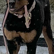 Missie is registered to the contest to win money with this photo: dog, rottweiler, snow, leash, outdoor, pet, animal, winter, black_and_tan, standing, collar, fur, canine, grass, wall, snowflakes, daytime, nature, muzzle, obedient