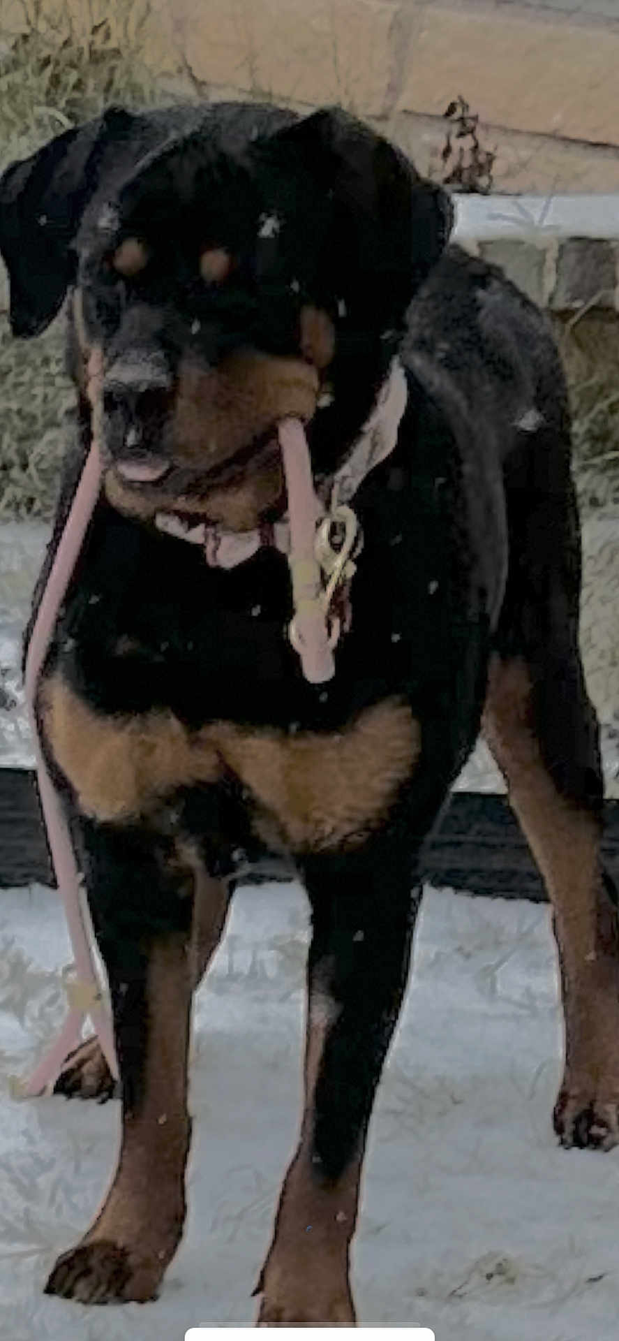 Missie is registered to the contest to win money with this photo: dog, rottweiler, snow, leash, outdoor, pet, animal, winter, black_and_tan, standing, collar, fur, canine, grass, wall, snowflakes, daytime, nature, muzzle, obedient