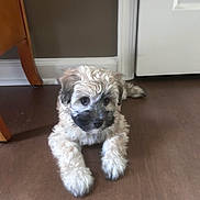 Kirby is registered to the contest to win money with this photo: puppy, dog, indoor, floor, wooden_floor, door, furniture, curious, lying_down, pet, young_dog, fluffy, small_dog, cute, animal, domestic_animal, brown, beige, black_markings, looking