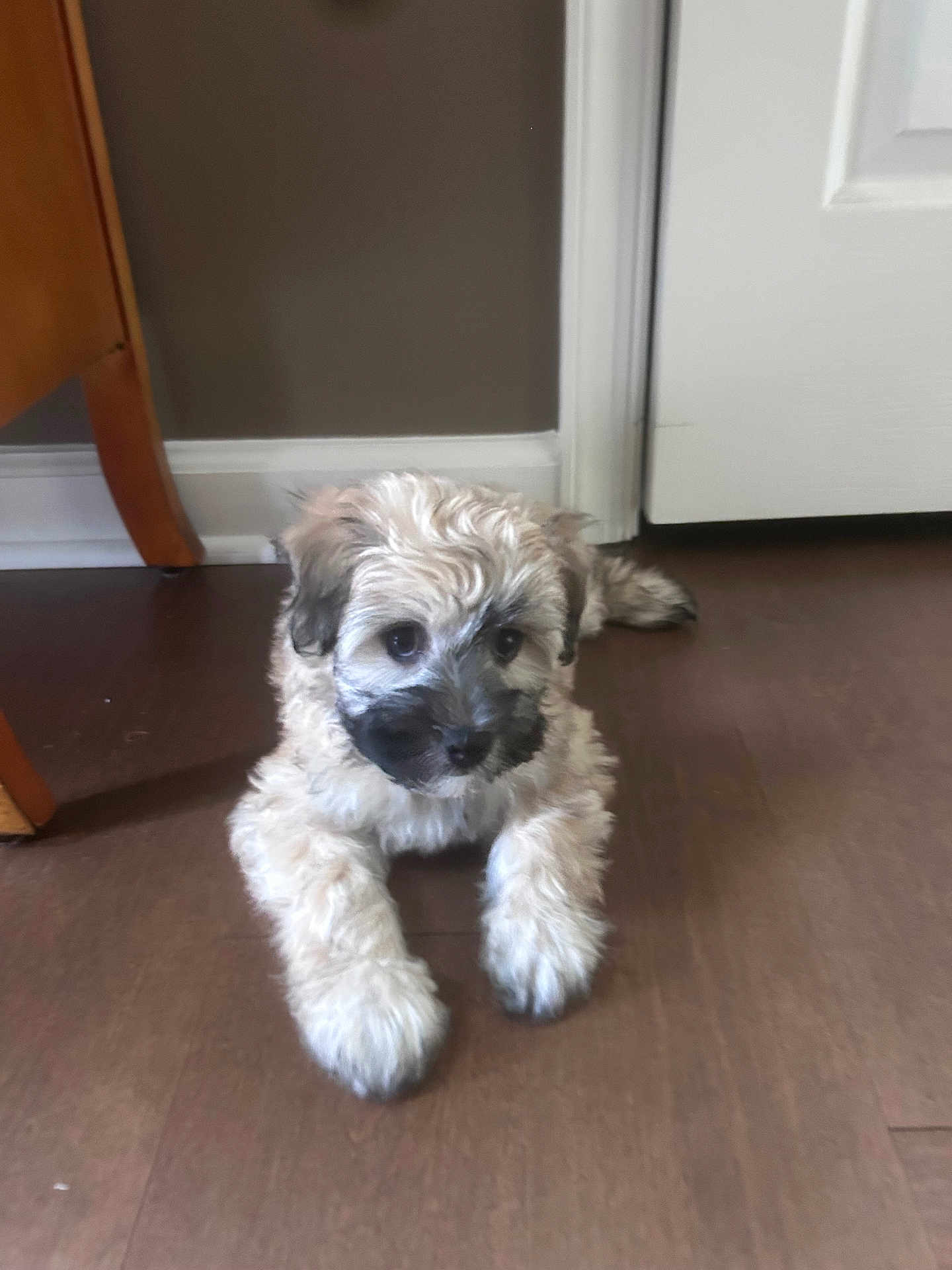 Kirby is registered to the contest to win money with this photo: puppy, dog, indoor, floor, wooden_floor, door, furniture, curious, lying_down, pet, young_dog, fluffy, small_dog, cute, animal, domestic_animal, brown, beige, black_markings, looking