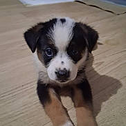 Spot is registered to the contest to win money with this photo: puppy, dog, pet, animal, cute, floor, wooden_floor, indoor, young, fur, black, white, brown, small, lying_down, looking, front_view, adorable, domestic_animal, closeup