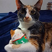 Reeses joined the competition — help win amazing prizes! animal, bed, blanket, calico_cat, cat, closeup, cute, ears, eyes, feline, fur, indoor, pet, plush_toy, portrait, relaxed, resting, soft_toy, toy, whiskers
