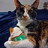 animal, bed, blanket, calico_cat, cat, closeup, cute, ears, eyes, feline, fur, indoor, pet, plush_toy, portrait, relaxed, resting, soft_toy, toy, whiskers