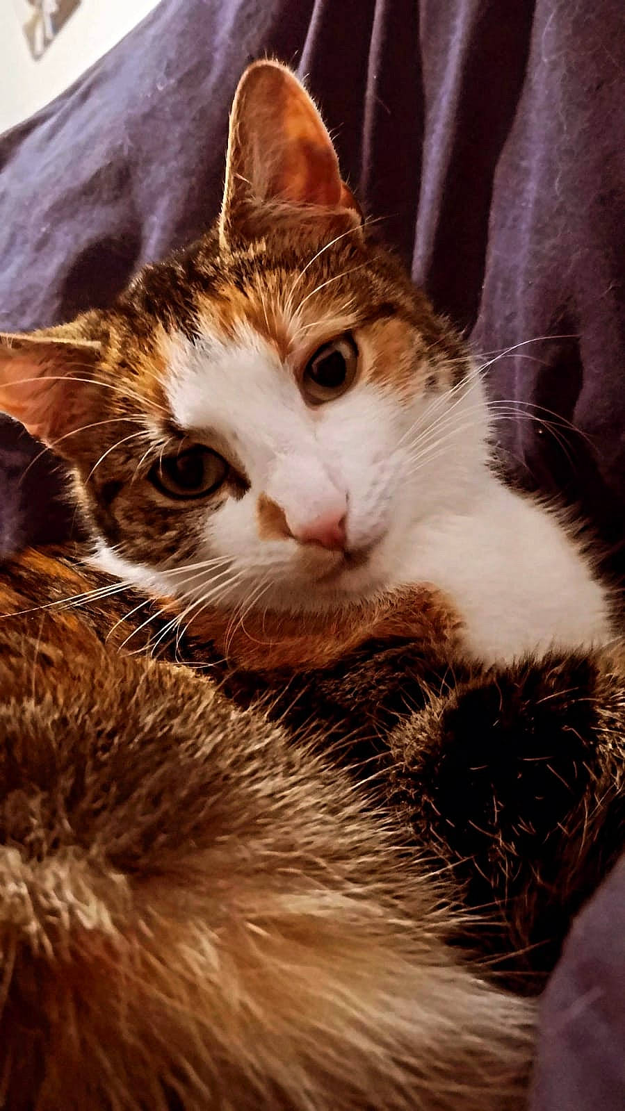 Bella participe au concours pour gagner de l'argent avec cette photo : carnivore, cat, domestic_short_haired_cat, fawn, felidae, fur, grass, iris, love, paw, plant, sky, small_to_medium_sized_cats, snout, tail, tree, whiskers, wood