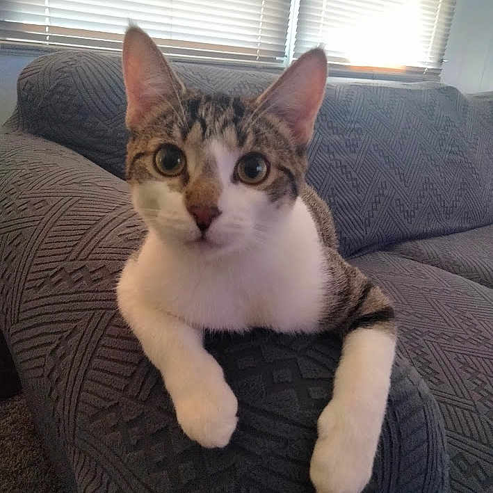 Nugget