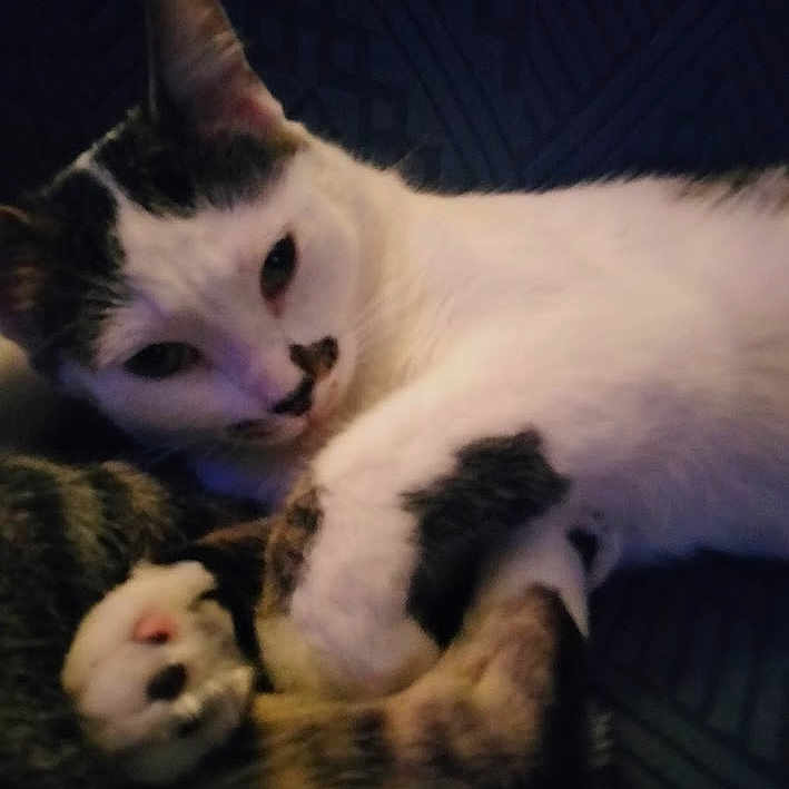 Oreo