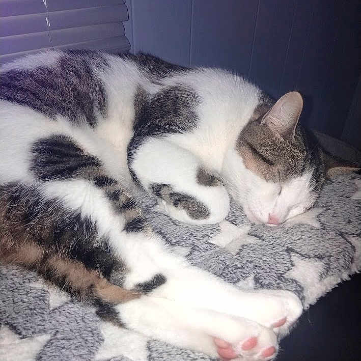 Smores joined the competition — help win amazing prizes! animal, bed, bedroom, blanket, cat, couch, cushion, face, furniture, head, homedecor, indoors, kitten, manx, person, pet, photography, portrait, room, sleeping