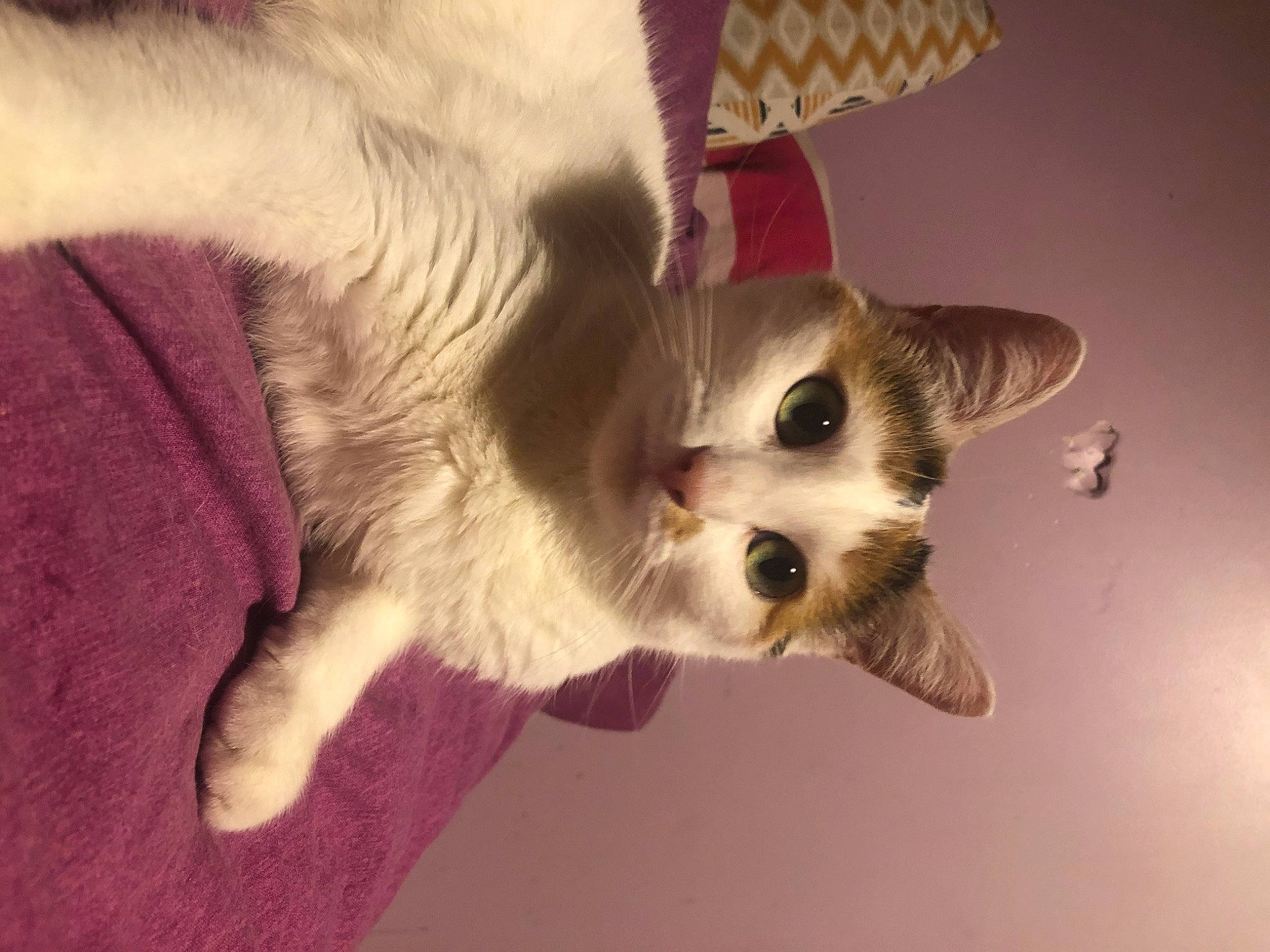 Amnésia participe au concours pour gagner de l'argent avec cette photo : aegean_cat, american_wirehair, asian, carnivore, cat, domestic_short_haired_cat, european_shorthair, fawn, felidae, fur, kitten, paw, polydactyl_cat, small_to_medium_sized_cats, snout, snowshoe, tail, whiskers