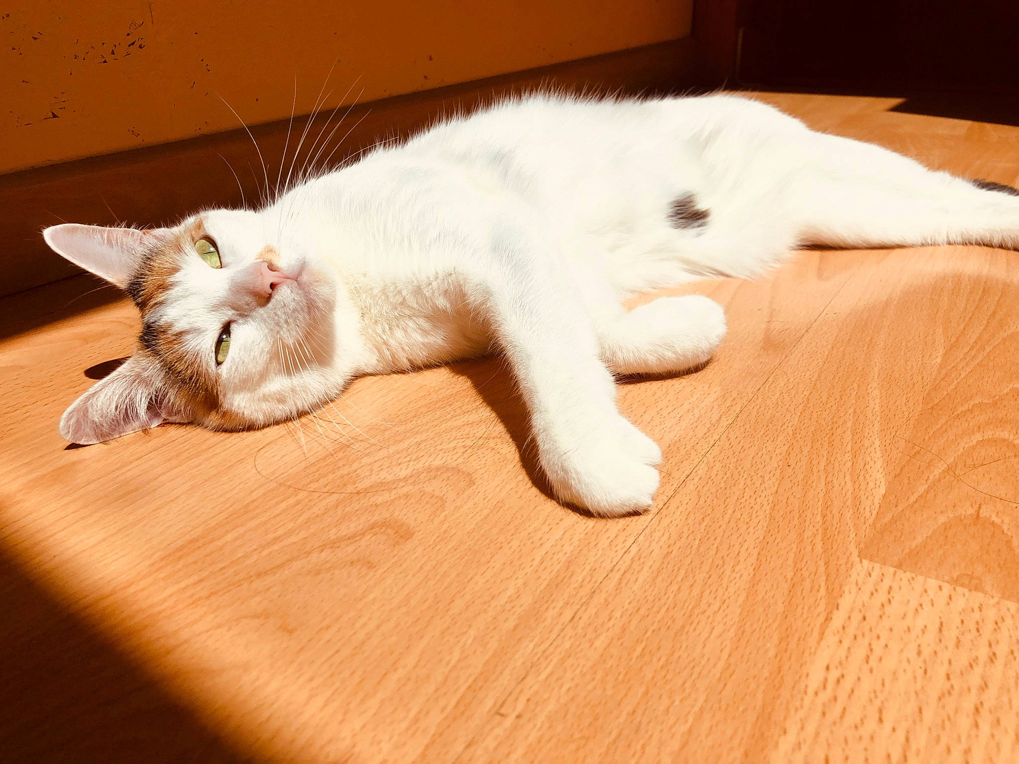 Amnésia participe au concours pour gagner de l'argent avec cette photo : carnivore, cat, ear, european_shorthair, fawn, felidae, floor, flooring, fur, kitten, nap, paw, polydactyl_cat, sleep, small_to_medium_sized_cats, tail, turkish_angora, turkish_van, whiskers, wood
