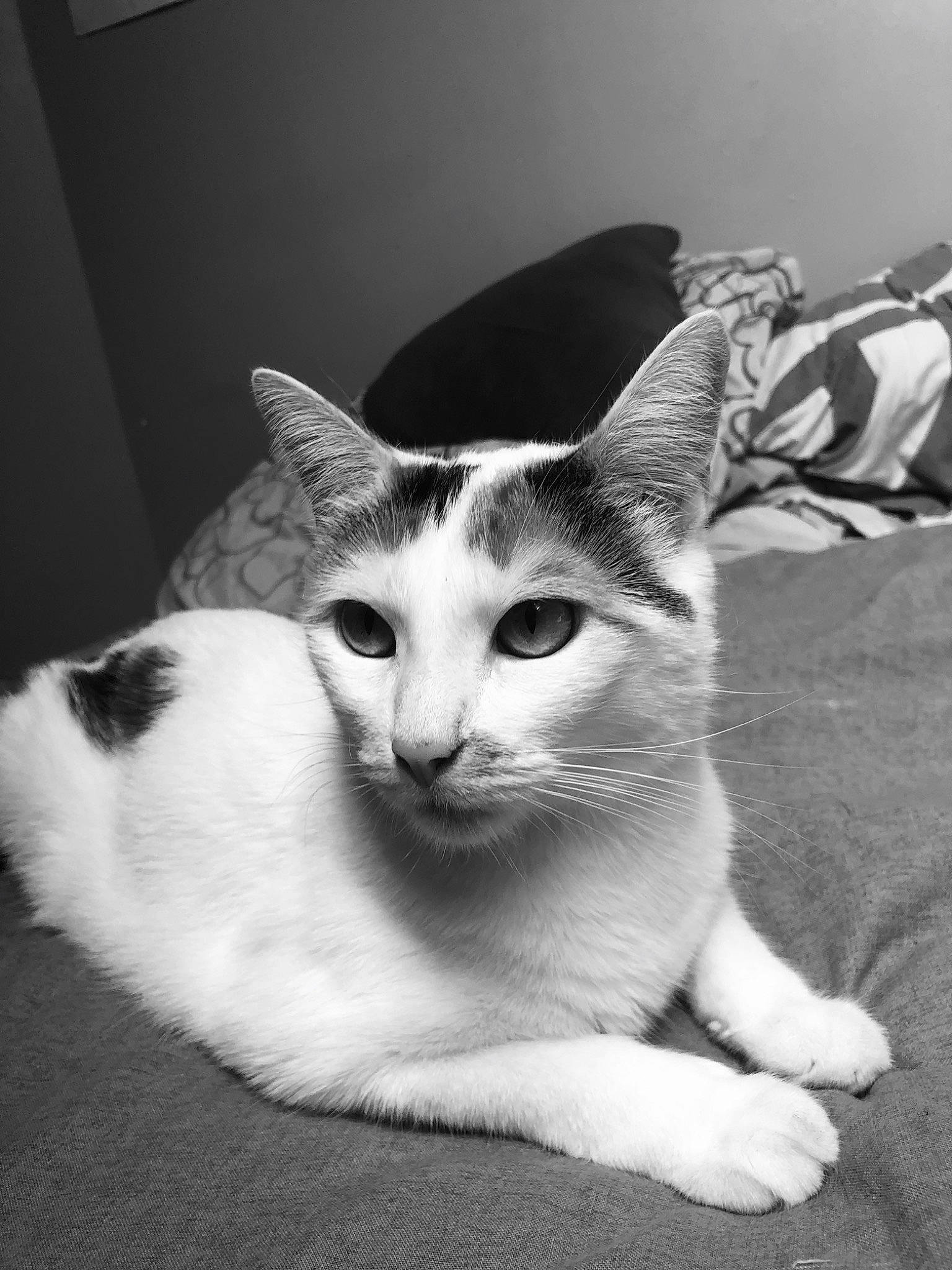 Amnésia participe au concours pour gagner de l'argent avec cette photo : aegean_cat, american_wirehair, asian, black_and_white, carnivore, cat, domestic_short_haired_cat, ear, eye, felidae, kitten, mammal, monochrome, monochrome_photography, photography, small_to_medium_sized_cats, snapshot, snout, whiskers, white