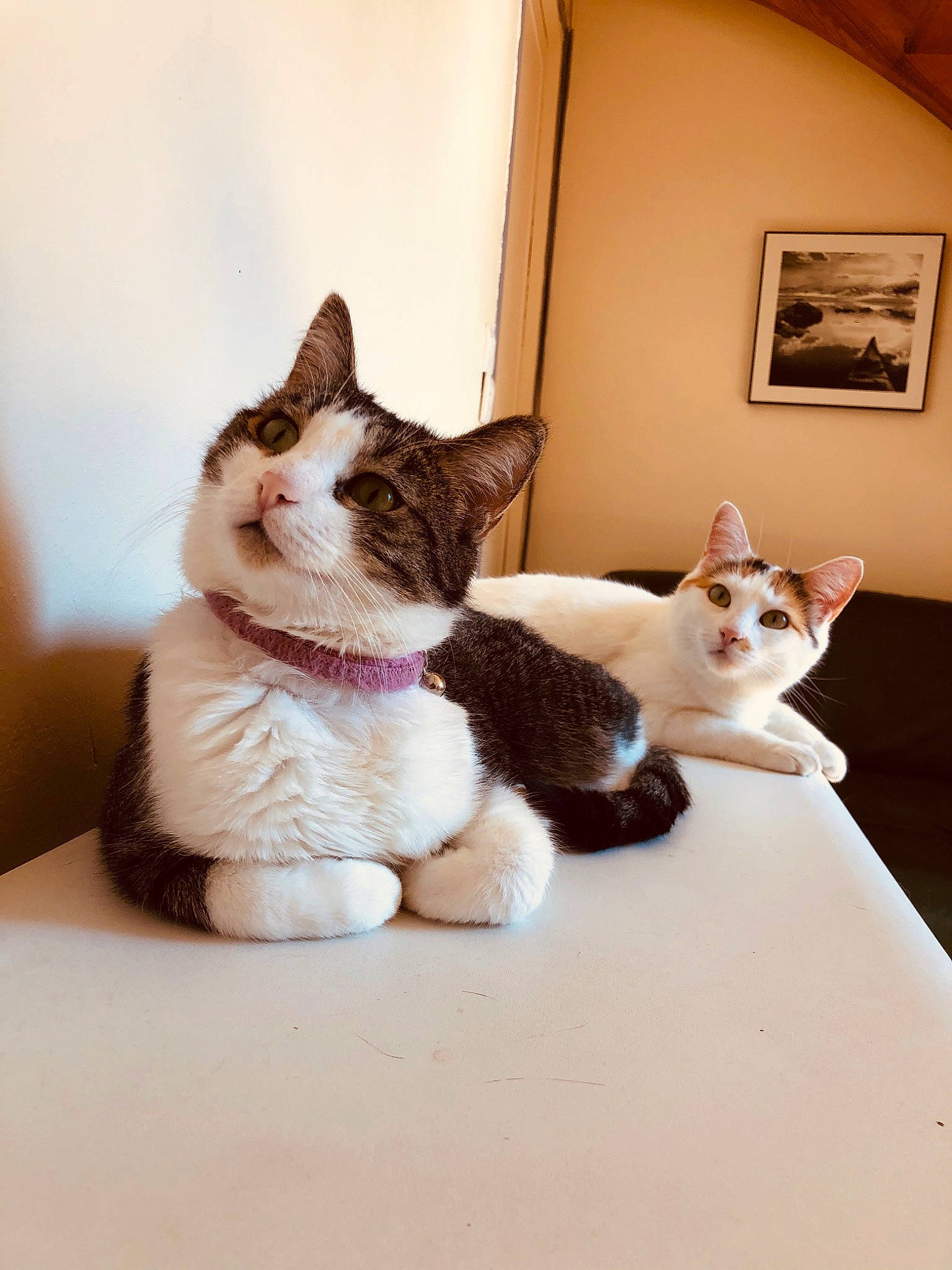 Kittie participe au concours pour gagner de l'argent avec cette photo : aegean_cat, american_wirehair, carnivore, cat, domestic_short_haired_cat, ear, european_shorthair, fawn, felidae, fur, kitten, mammal, paw, polydactyl_cat, sitting, small_to_medium_sized_cats, whiskers, window