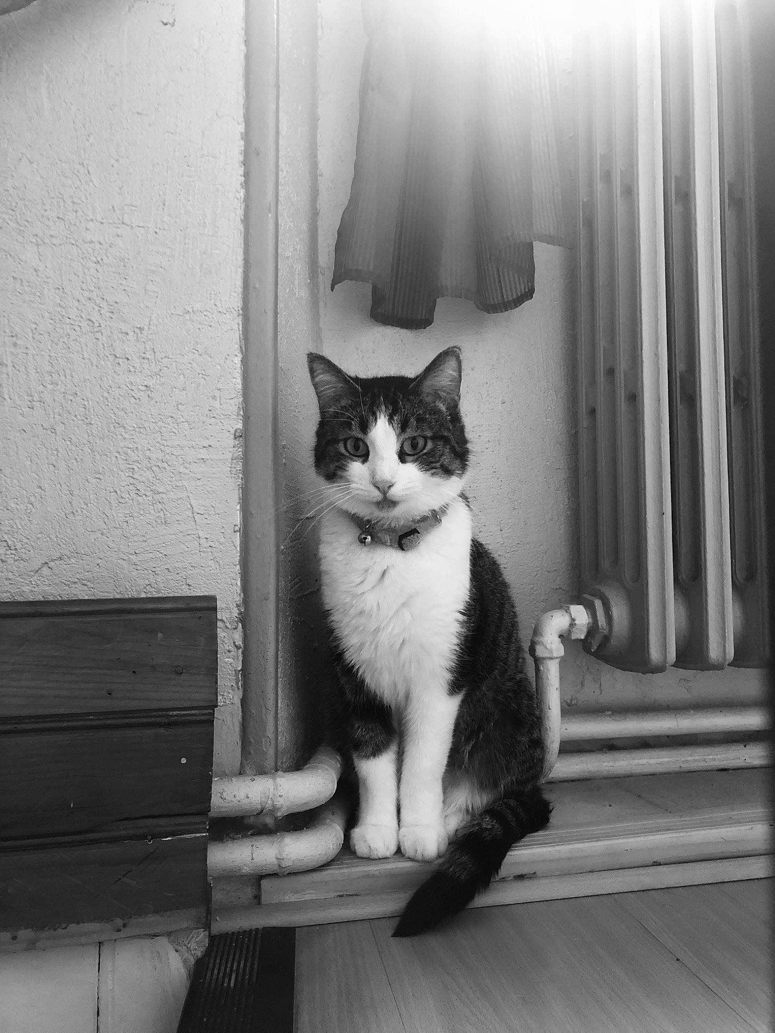 Kittie participe au concours pour gagner de l'argent avec cette photo : aegean_cat, american_wirehair, asian, black, black_and_white, carnivore, cat, domestic_short_haired_cat, european_shorthair, eye, felidae, kitten, monochrome, monochrome_photography, polydactyl_cat, small_to_medium_sized_cats, snapshot, whiskers, white, window