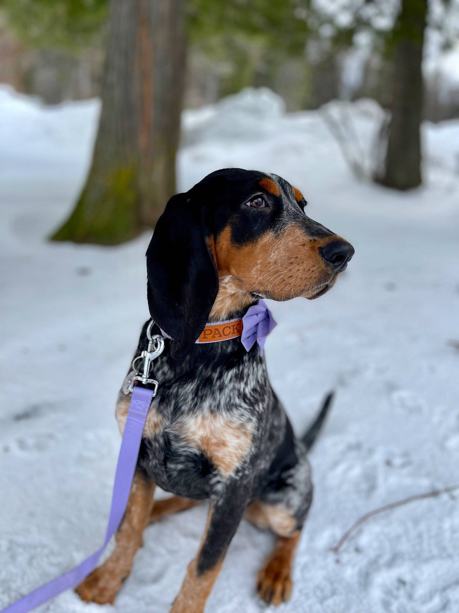Ellie is registered to the contest to win money with this photo: canidae, carnivore, collar, companion_dog, dog, dog_breed, dog_collar, dog_supply, fur, hound, hunting_dog, paw, scent_hound, snow, sporting_group, tree, winter, working_dog