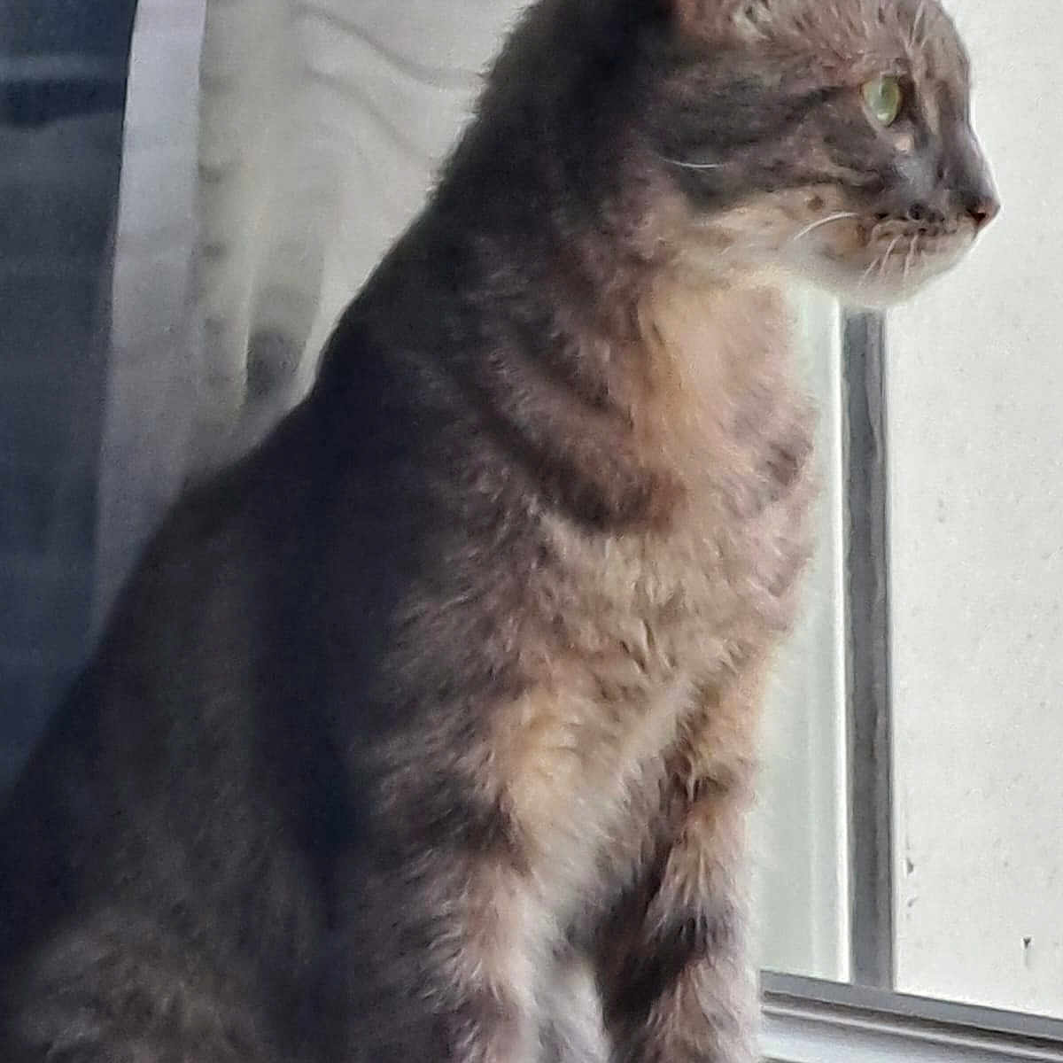 Mowgli